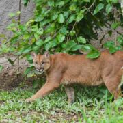 Com entrada grátis, único zoológico do ABCD fica em São Bernardo