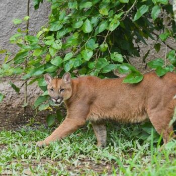 Com entrada grátis, único zoológico do ABCD fica em São Bernardo