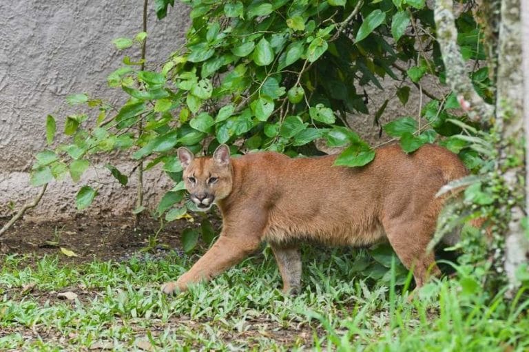 Com entrada grátis, único zoológico do ABCD fica em São Bernardo