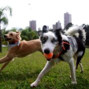 Ribeirão Pires terá 2º Pet’s Day, com workshop, cãominhada, vacina e feira