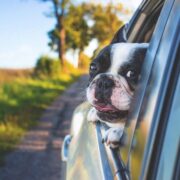 Cão na janela do carro dá multa e pode comprometer saúde do Pet