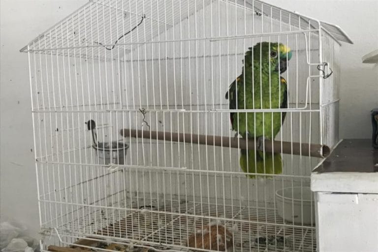 Mais de 40 aves silvestres contrabandeadas são apreendidas em S.Bernardo
