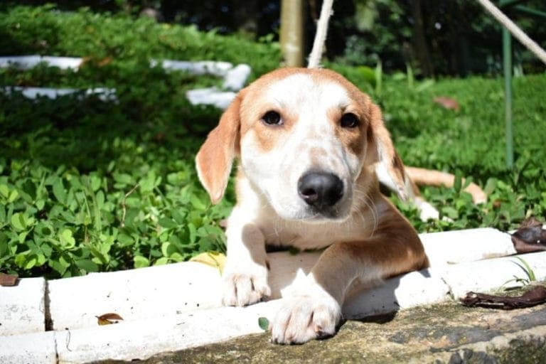 Diadema coloca 24 animais para adoção