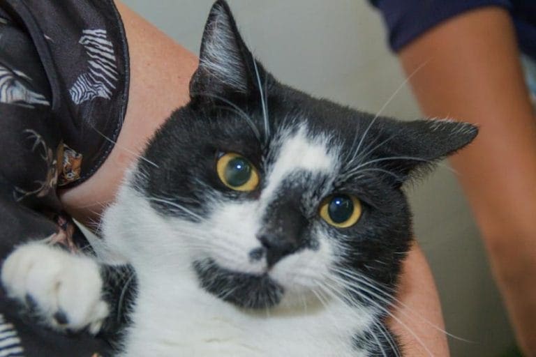 Santo André tem feira de adoção de cães e gatos neste domingo