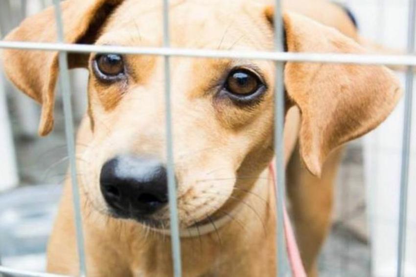 Vereador aponta abandono no Centro de Zoonoses de São Caetano