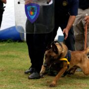 Cão da GCM de São Caetano localiza armas e drogas em operação da Polícia