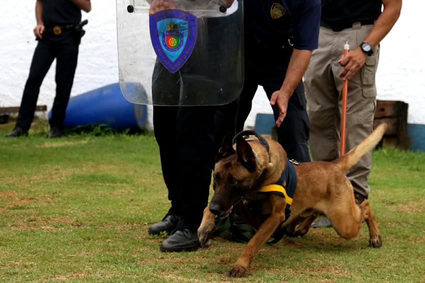 cão