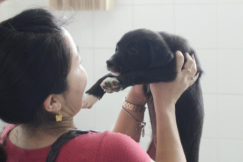 Dos 83 cães e gatos colocados em feira de S.Bernardo só 4 foram adotados