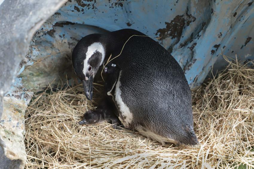 Sabina ganha sete filhotes de pinguins em Santo André