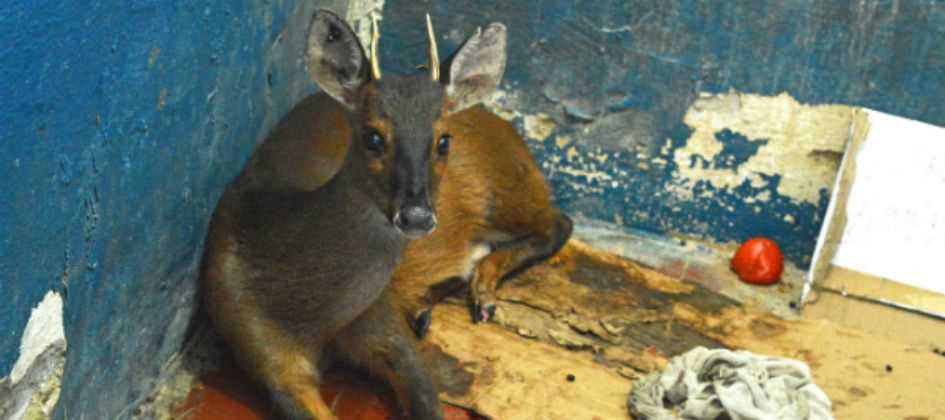 Veado-catingueiro é resgatado em Rio Grande e devolvido a seu habitat