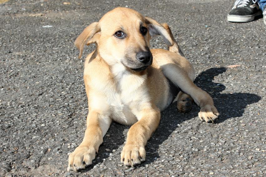 São Caetano coloca 31 animais para adoção neste sábado