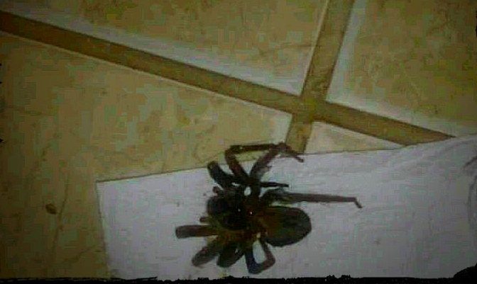 Vereador diz que Mauá enfrenta infestação de aranhas nas residências