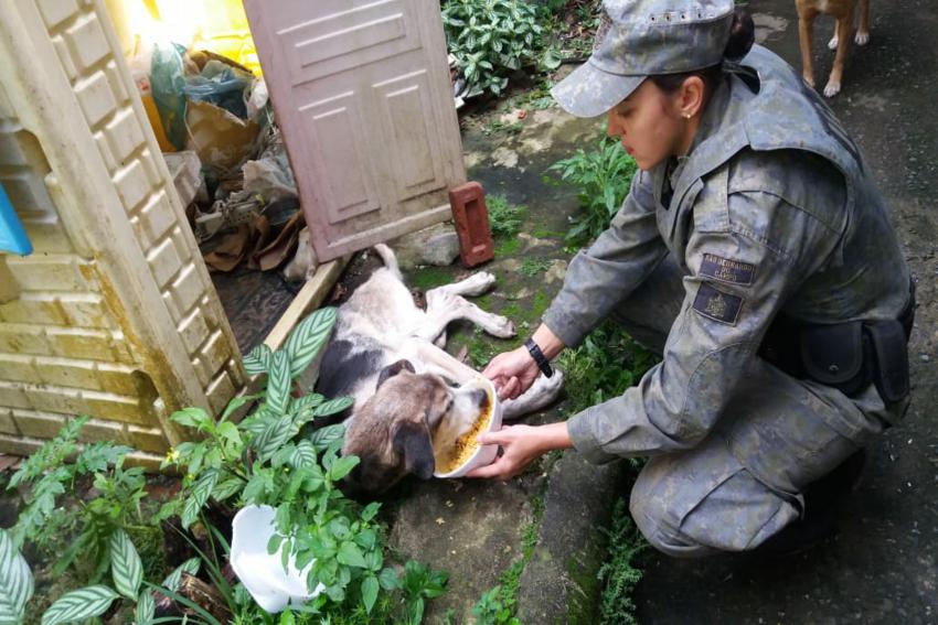 Cão sofre maus-tratos em S.Bernardo e dona é multada em R$ 6 mil; Veja vídeo