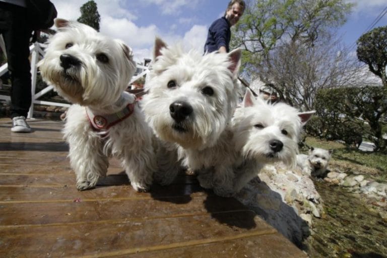 Pet´s Day Ribeirão Pires reúne 500 pessoas e dezenas de animais