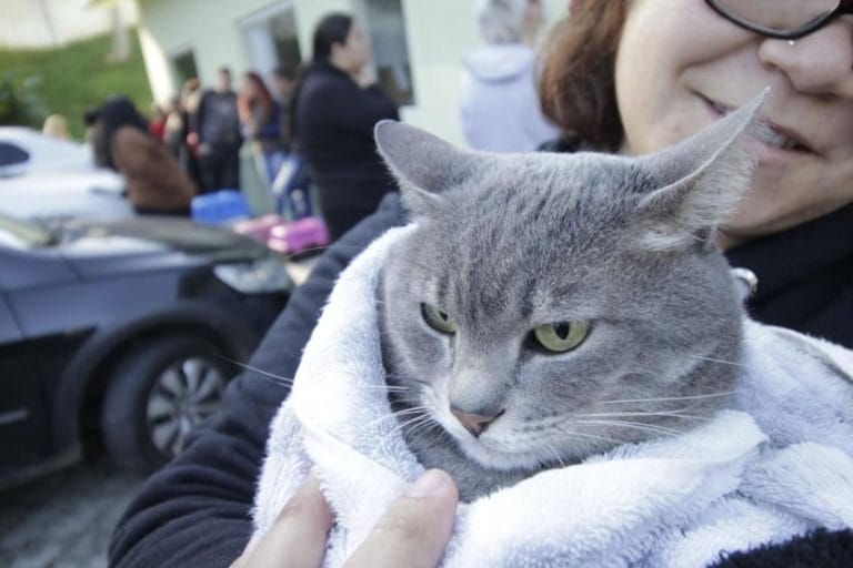 Ribeirão Pires atinge 1,8 mil castrações gratuitas de cães e gatos
