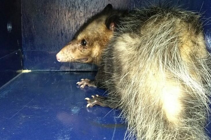 Gamba apedrejado em Santo André é resgatado na Vila Luzita