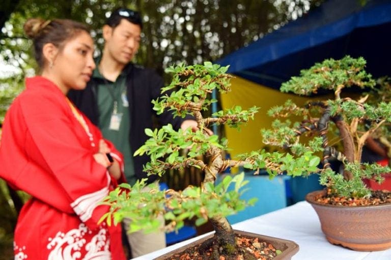 Plantio de cerejeiras marca Festival da Cultura Japonesa de Diadema