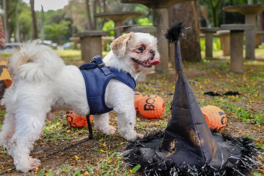 Parque Celso Daniel recebe 1ª Cãominhada de Halloween neste sábado