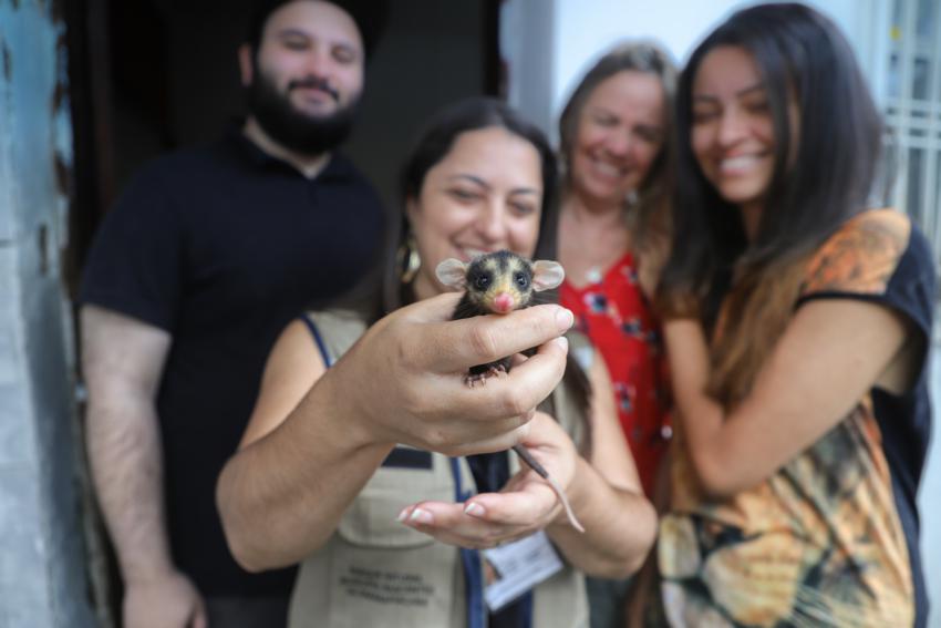 Seis filhotes de gambás são resgatados perto do Parque do Pedroso em Sto.André