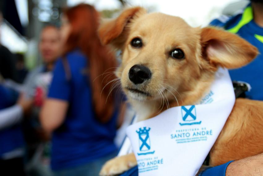 Contribuição voluntária no IPTU ajudará animais abandonados em Sto.André