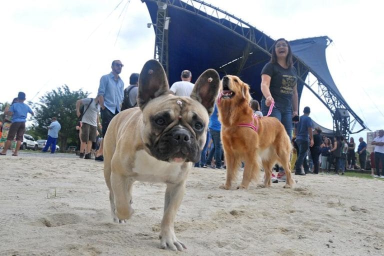Moeda Pet acontece neste sábado em Sto.André