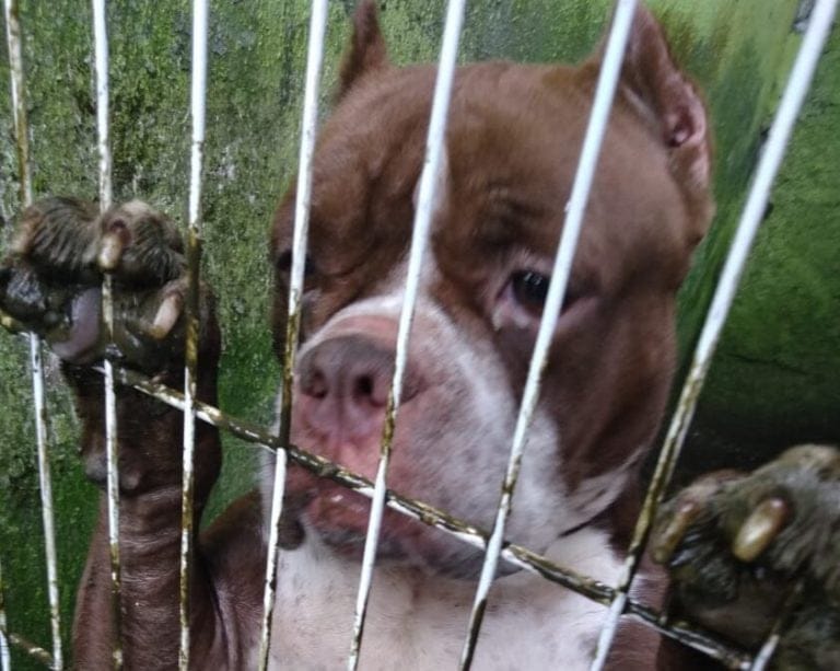 Equipe de Bem-Estar Animal deflagra um canil clandestino em Mauá