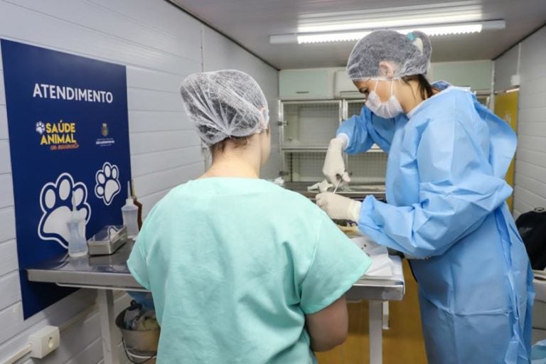 S.Caetano castra 30 gatos em mais uma ação de saúde e bem-estar animal