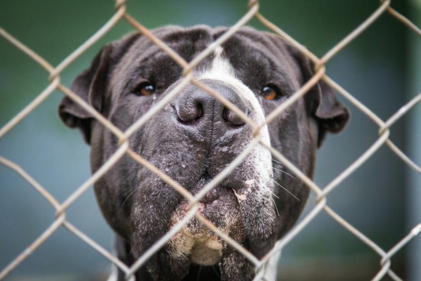 Após decisão judicial, Luisa Mell acolhe 30 animais de Ribeirão Pires