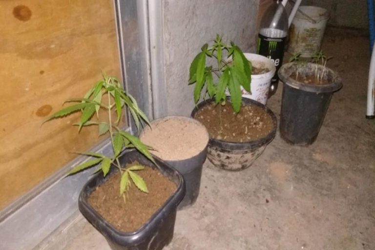 Em Diadema, Baep prende bandido por tráfico e cultivo de maconha em casa