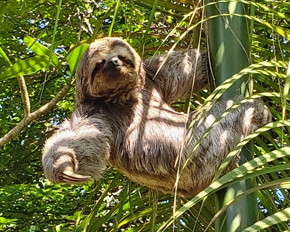 Guarda Ambiental de São Bernardo resgata bicho preguiça; Veja vídeo