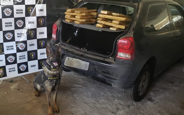 Canil da PM acha 20 tijolos de maconha em carro que ia a leilão em Mauá