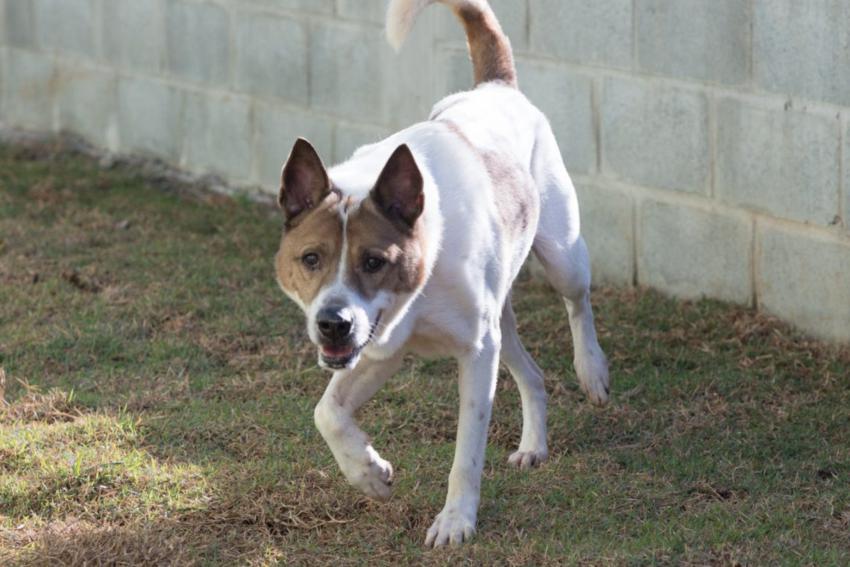 Santo André lança site para adoção de cães e gatos