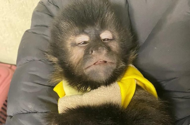 Traficantes de animais são presos com três macacos
