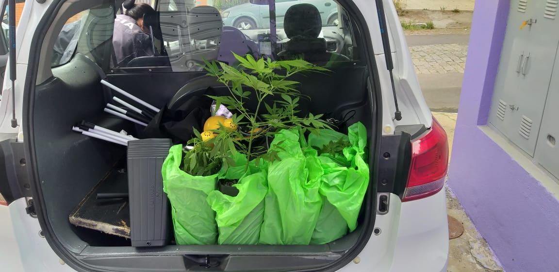 Polícia de São Bernardo detém jovem com plantação de maconha em casa