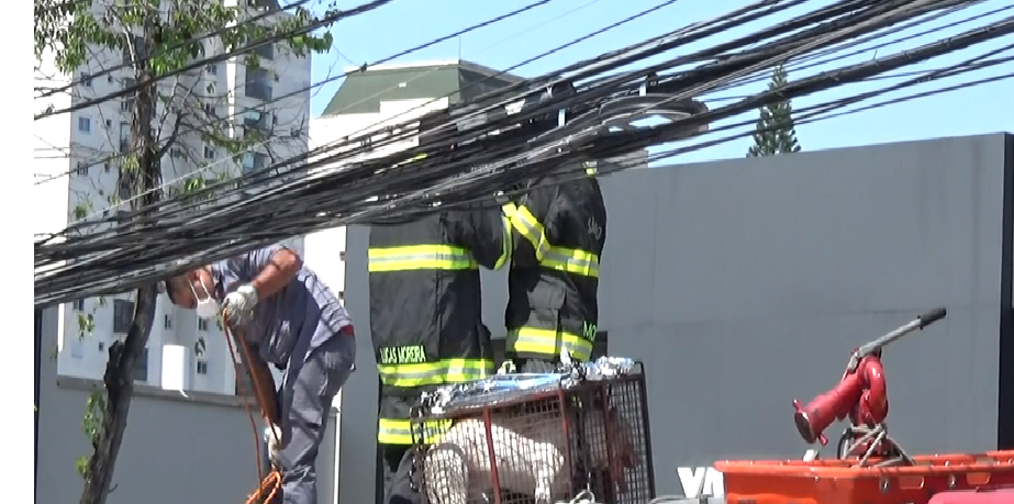 Pit bull recebe golpes de faca em Sto.André após morder irmão de seu dono