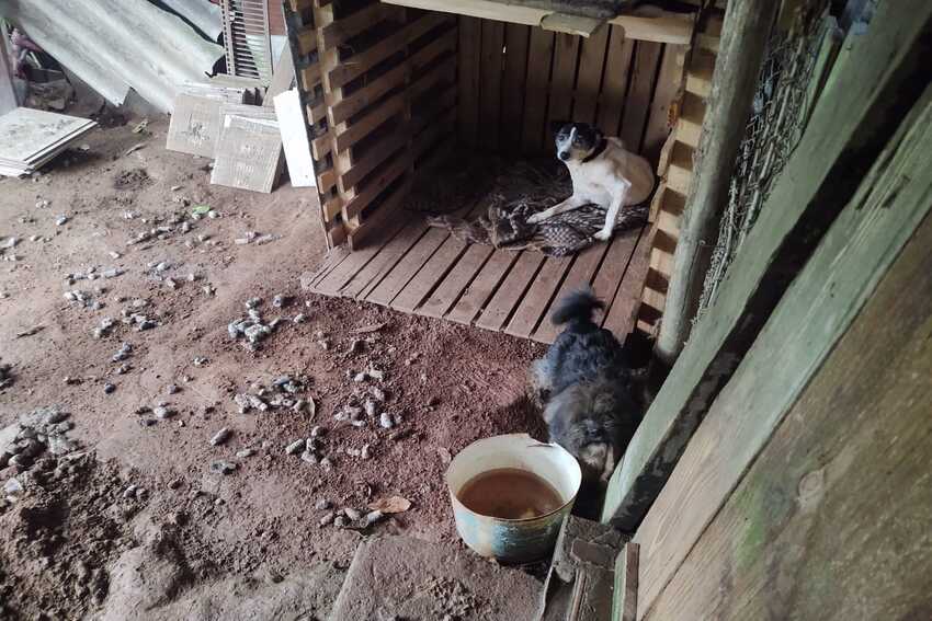  GCM Ambiental de S.Bernardo detém homem por maus-tratos a cães; Veja vídeo