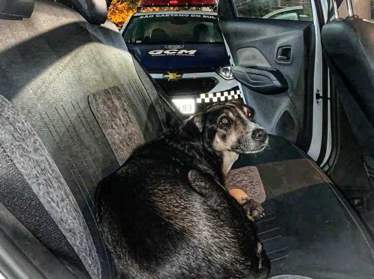 GCM de S.Caetano resgata cão idoso perdido no Bairro Oswaldo Cruz
