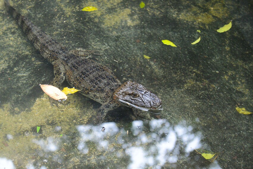 Zoológico de S.Bernardo acolhe jacaré de papo amarelo para readaptação