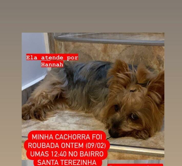 Quadrilha rouba cachorra em S.Bernardo, cobra resgate de R$ 950 e é presa