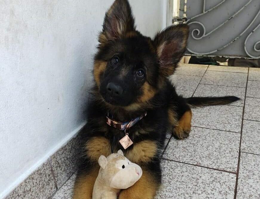 Cachorrinha roubada junto com veículo é localizada em São Bernardo