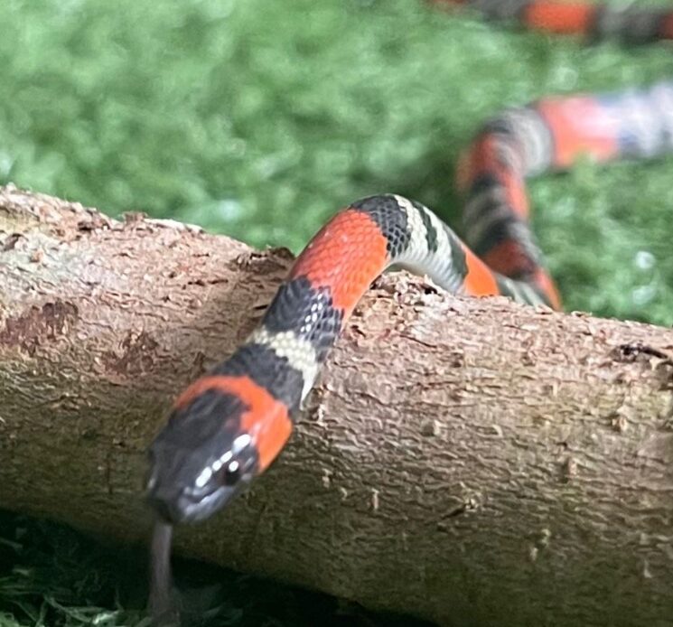 Cobra Falsa-Coral é capturada na antiga Fábrica de Sal de Ribeirão Pires