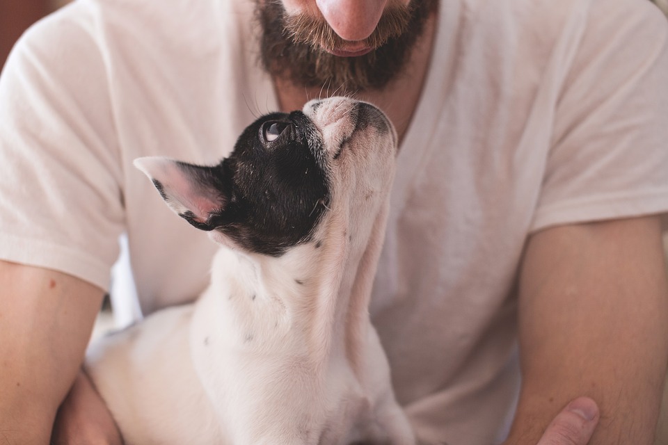 Aumento de 30% de pets nos lares reforça importância dos cuidados