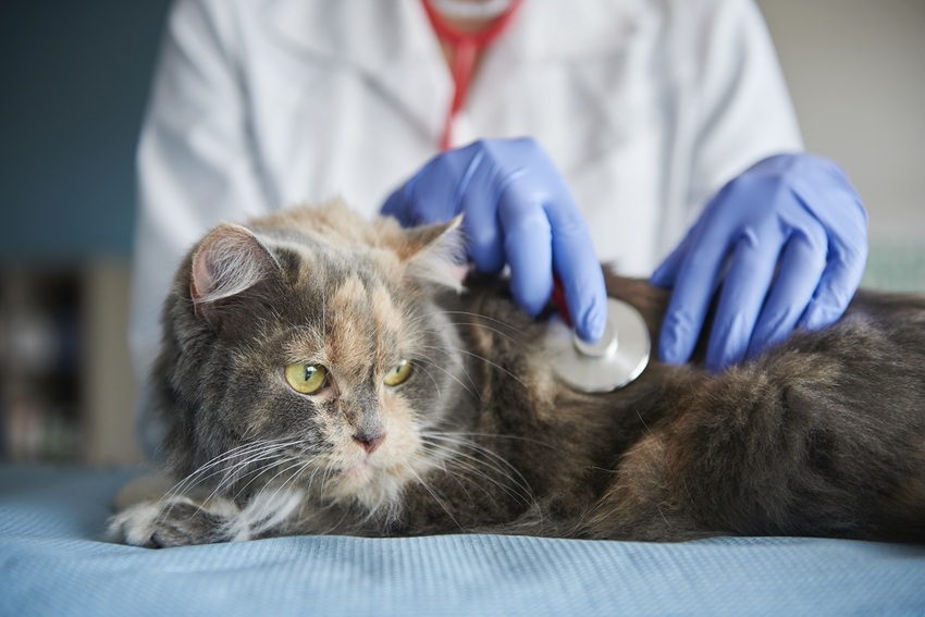 Setembro é o mês de comemorar o Dia do Médico Veterinário