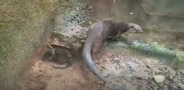 lontra no zoológico de são bernardo