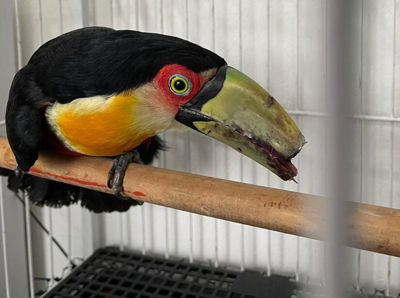 Tucano resgatado em Ribeirão Pires terá bico restaurado