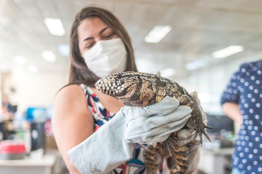 Equipe de bem-estar animal de Sto.André resgata lagarto no Camilópólis