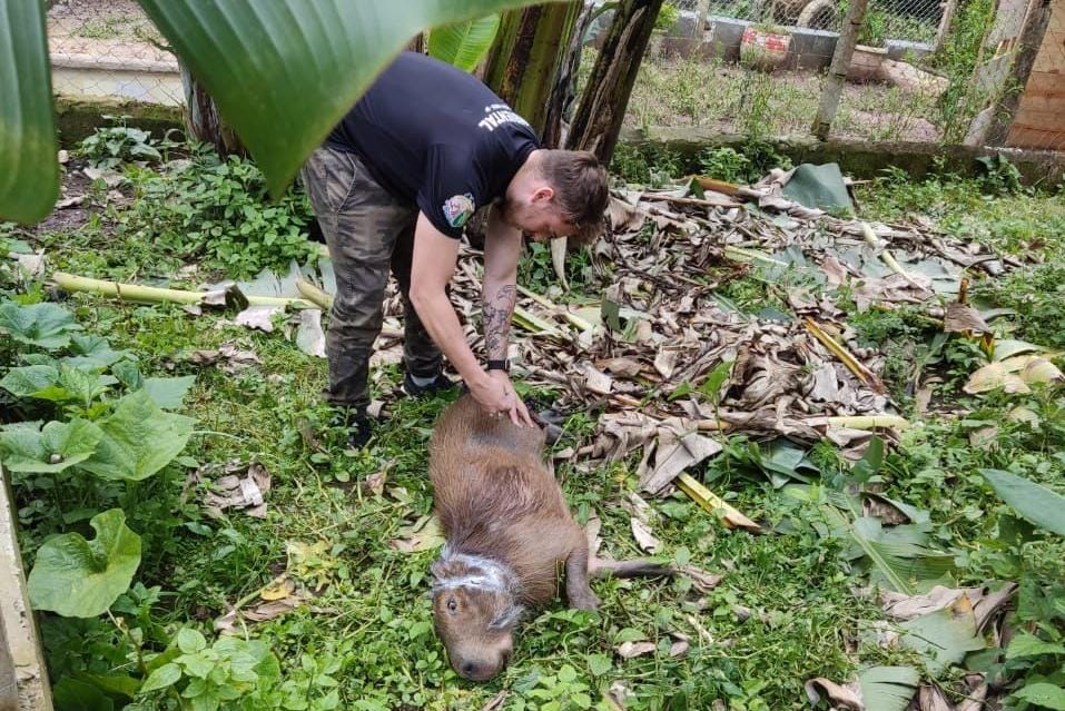 Capivara presa em armadilha é salva em Ribeirão Pires