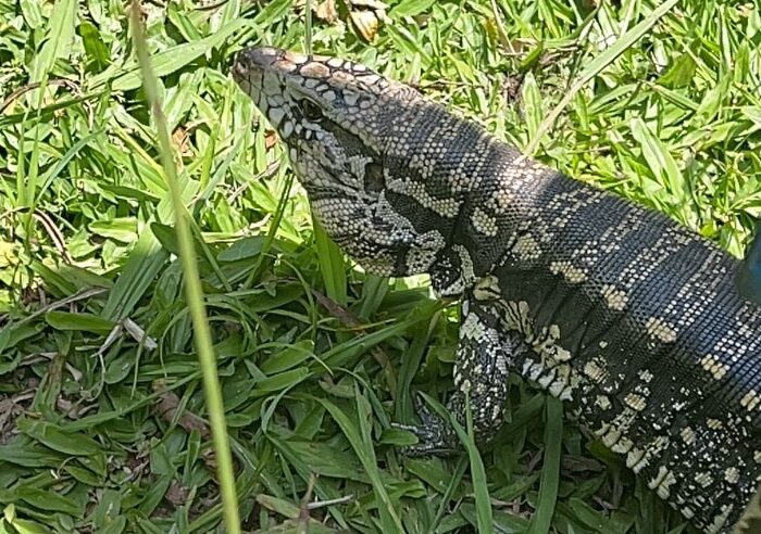 lagarto resgatado