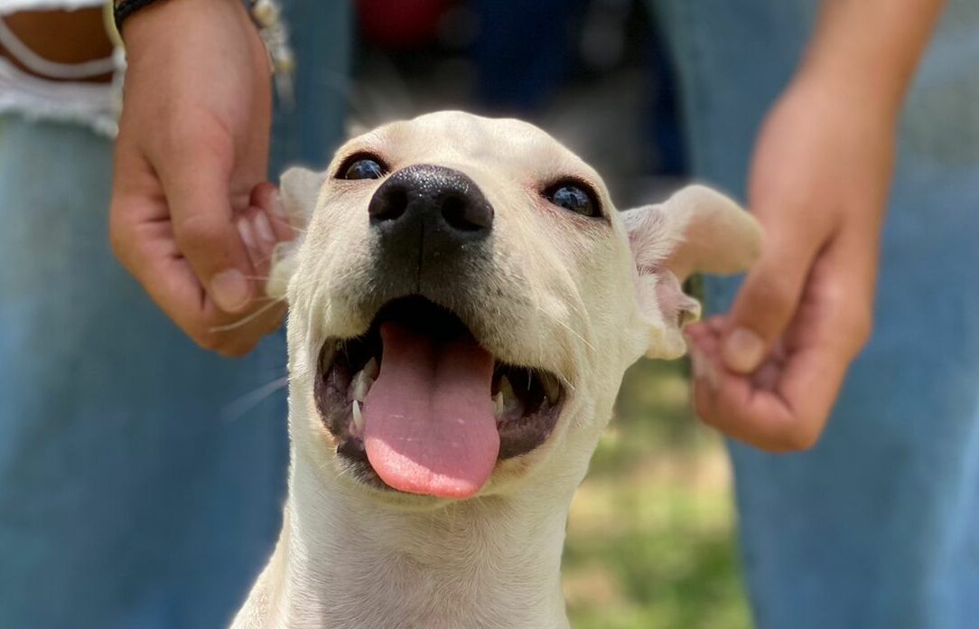 cachorro abandonado na pandemia