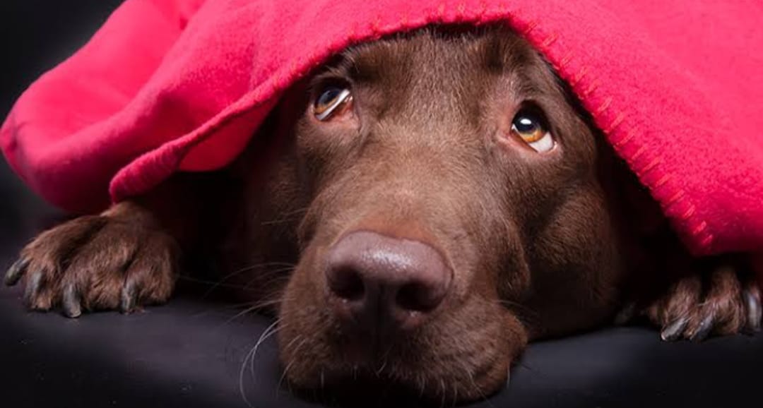 Cinco dicas valiosas para proteger seu pet do barulho nas festas de fim de ano